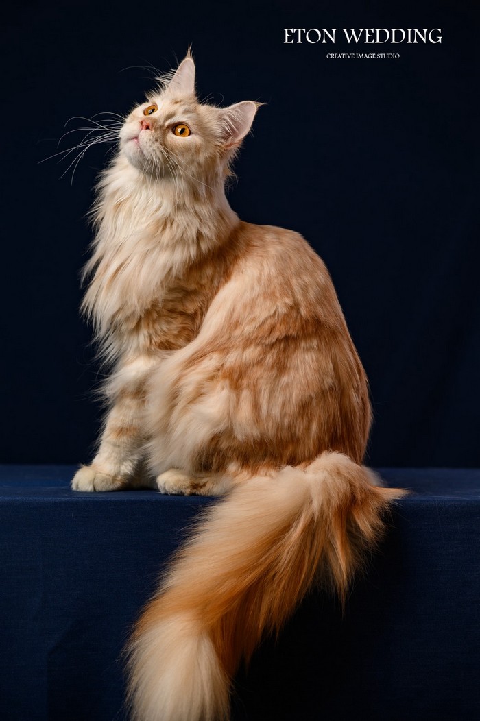 寵物寫真,寵物攝影,寵物照,毛孩照,紀念照